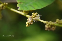 Holigarna arnottiana